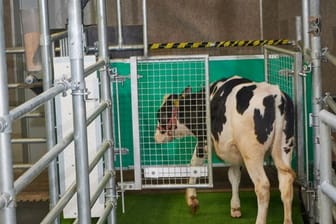 Ein Kalb betritt eine Latrine im Versuchsbauernhof in Mecklenburg-Vorpommern.