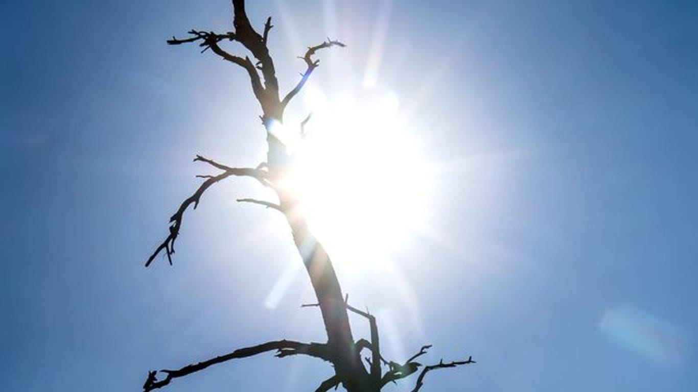 Die Silhouette eines toten Baumes zeichnet sich vor der sengenden Sonne ab.