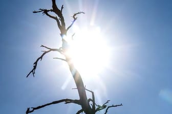 Die Silhouette eines toten Baumes zeichnet sich vor der sengenden Sonne ab.