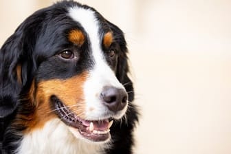 Die Corona-Spürhündin Cordula soll Corona bei Menschen erschnüffeln.