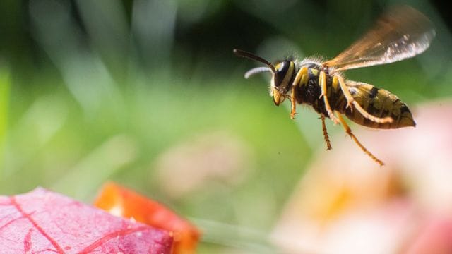 Eine Wespe fliegt über Äpfel in einem Obstgarten.