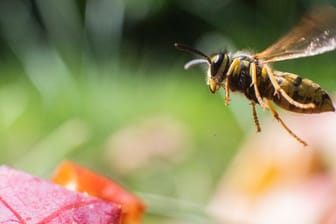 Eine Wespe fliegt über Äpfel in einem Obstgarten.