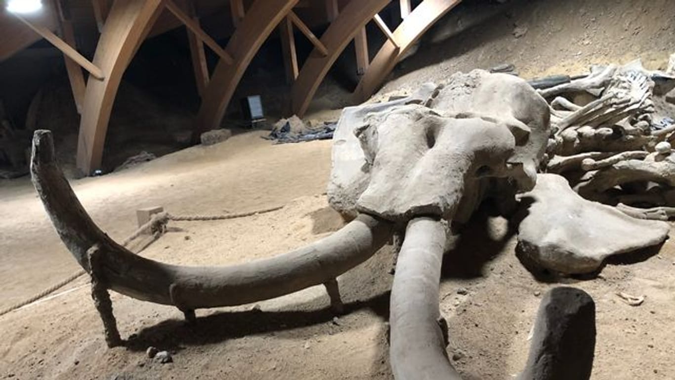 Überreste eines rund eine Million Jahre alten versteinerten Mammutskeletts im Viminacium-Museum: Wissenschaftler wollen das Wollhaarmammut wiederbeleben.