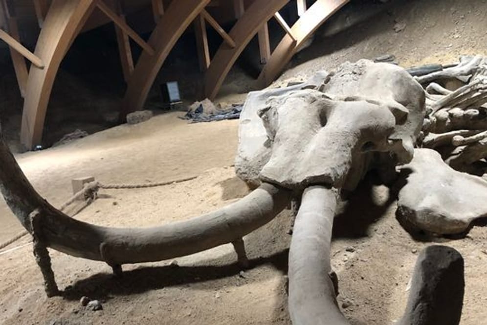 Überreste eines rund eine Million Jahre alten versteinerten Mammutskeletts im Viminacium-Museum: Wissenschaftler wollen das Wollhaarmammut wiederbeleben.