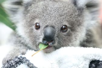 Ein Koala-Baby kaut an einem Eukalyptusblatt.