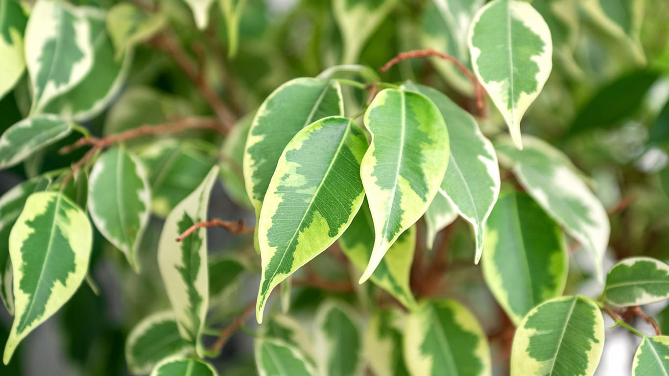 Ficus benjamini: An den Blättern lässt sich erkennen, wie es der Birkenfeige geht.