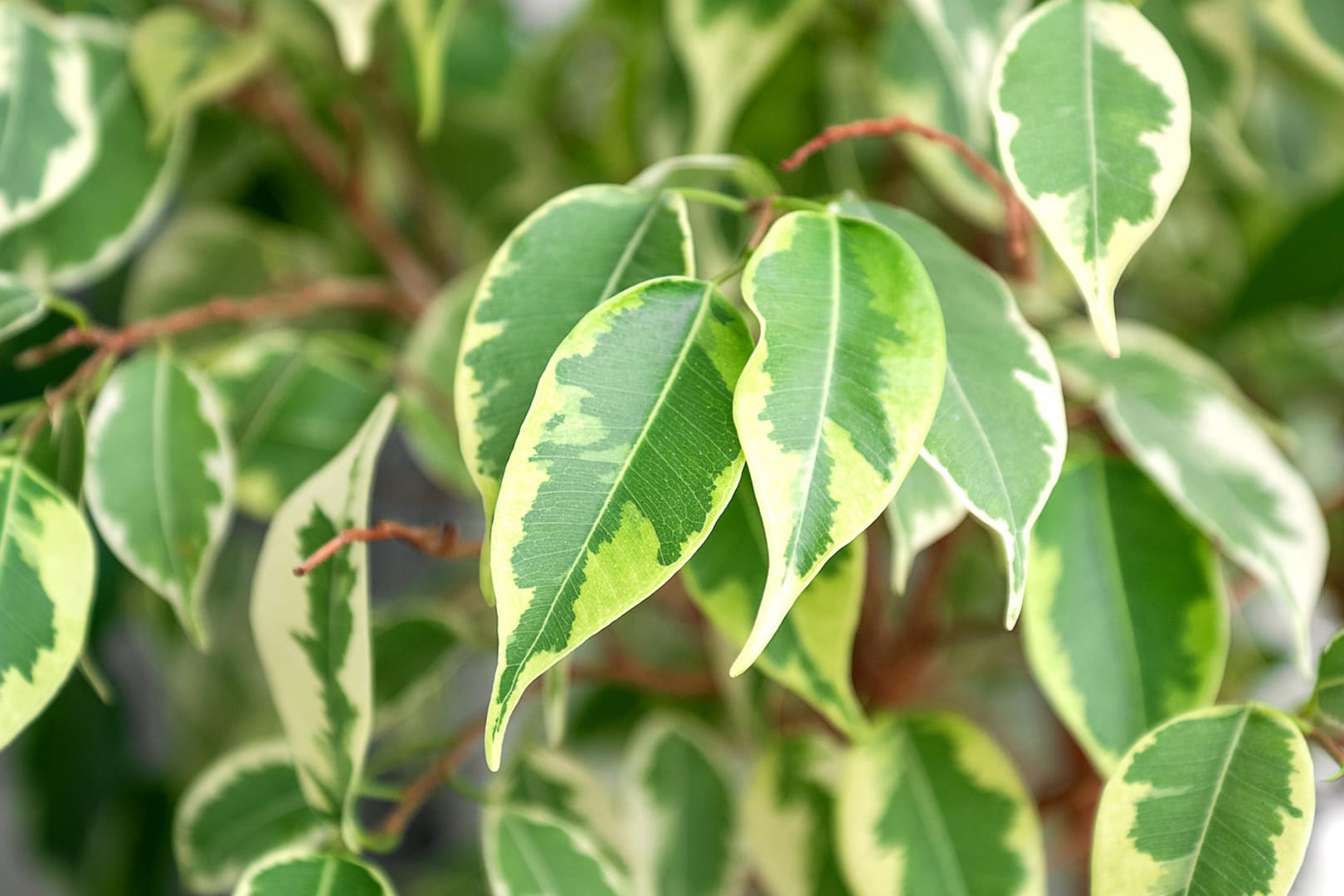 Ficus benjamini: An den Blättern lässt sich erkennen, wie es der Birkenfeige geht.