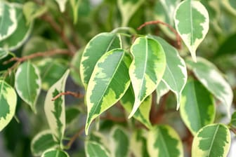 Ficus benjamini: An den Blättern lässt sich erkennen, wie es der Birkenfeige geht.