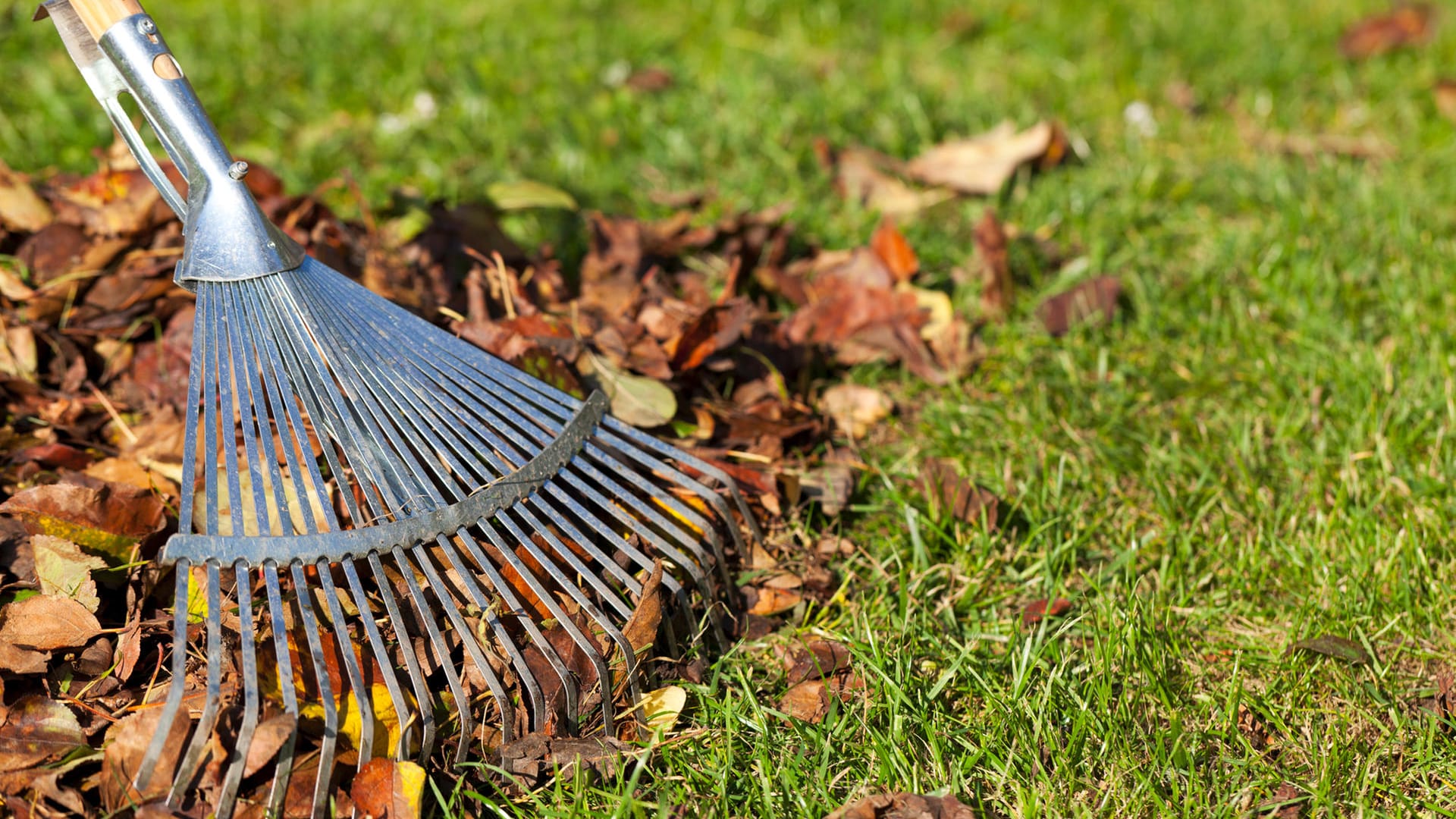 Rasenpflege: Der Rasen sollte im Herbst regelmäßig von Laub befreit werden.