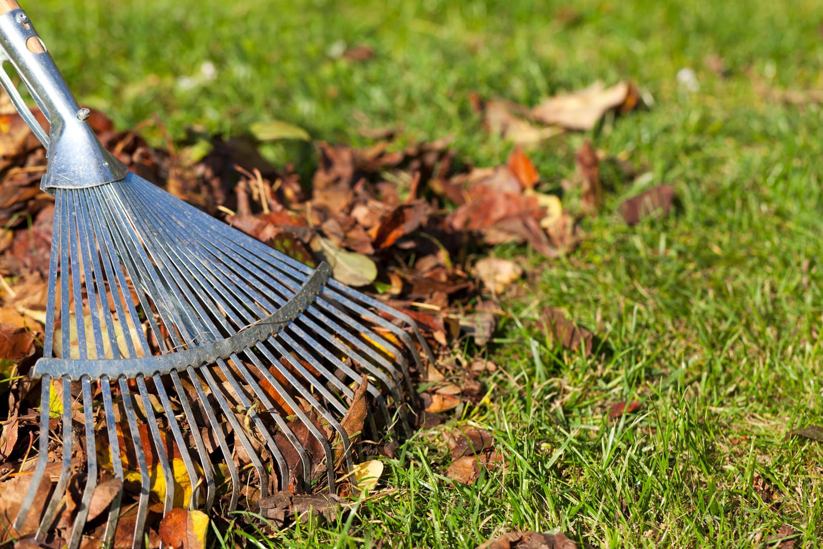 Rasenpflege: Der Rasen sollte im Herbst regelmäßig von Laub befreit werden.