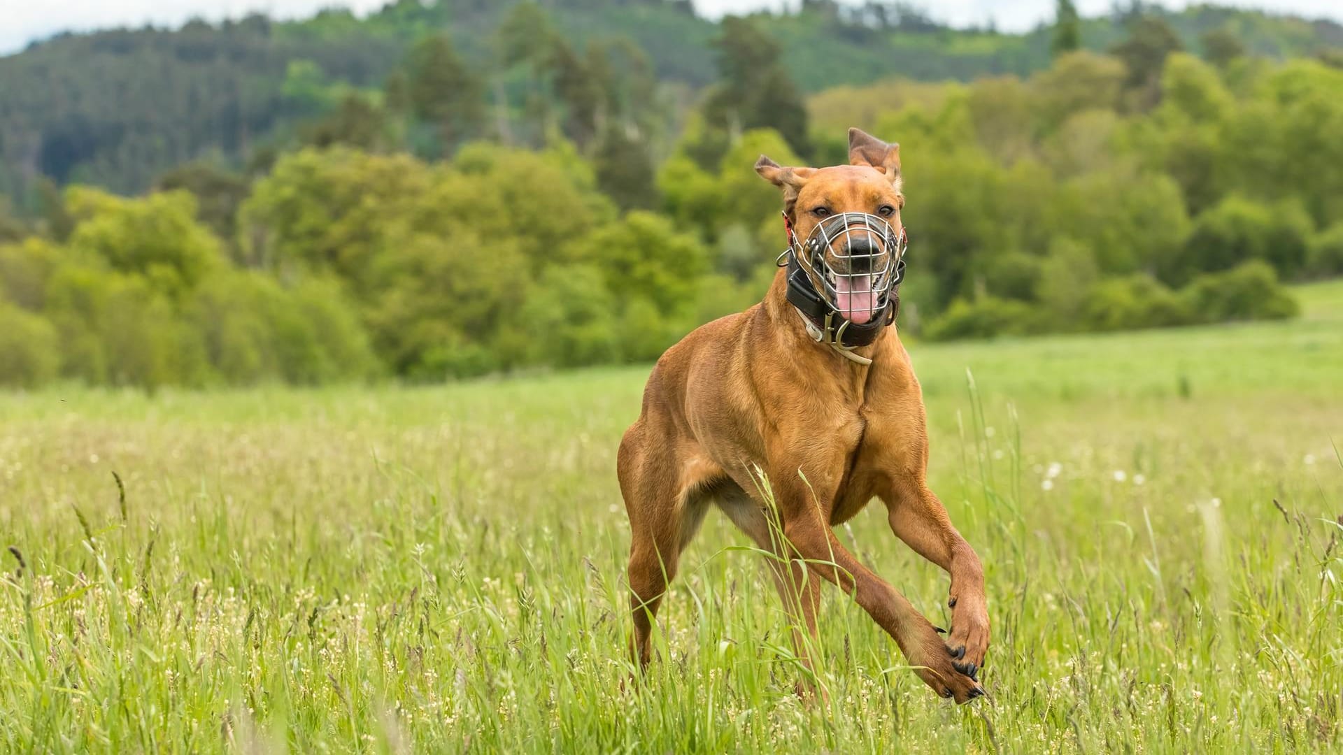 Hund: Ein Maulkorb darf den Vierbeiner nicht einschränken oder Verletzungen hervorrufen.