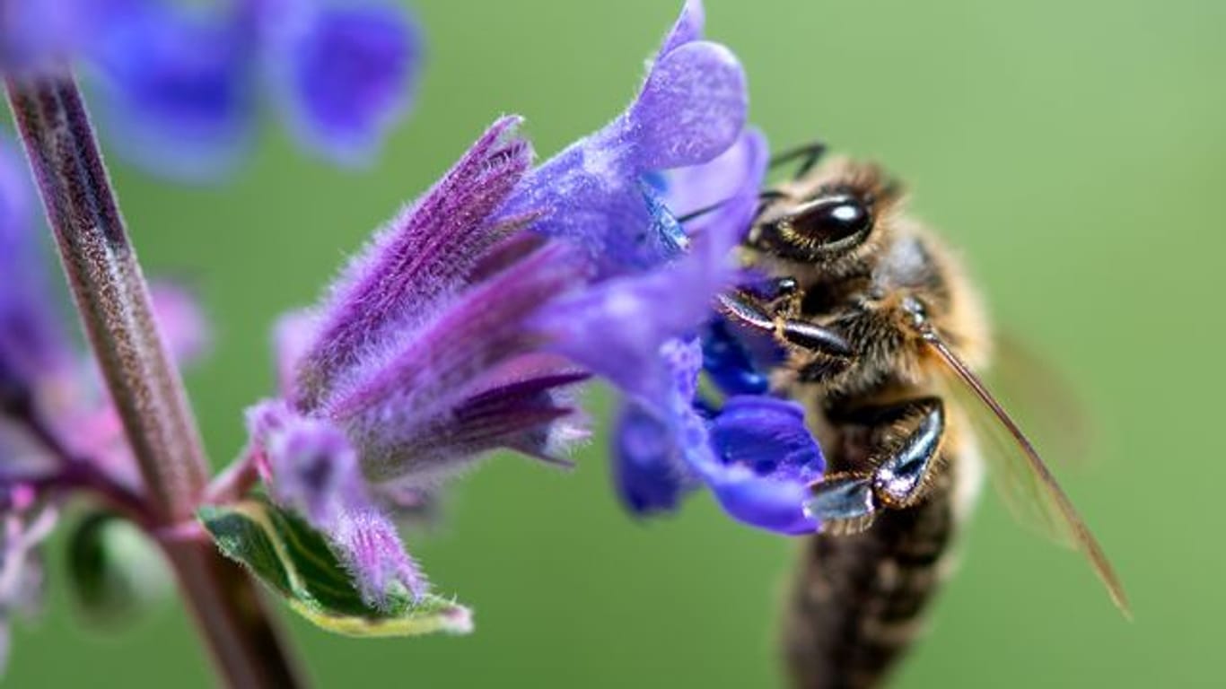 Eine Biene sucht auf der Blüte von einer Katzenminze nach Pollen.