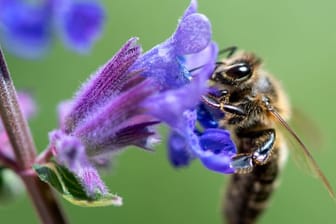 Eine Biene sucht auf der Blüte von einer Katzenminze nach Pollen.