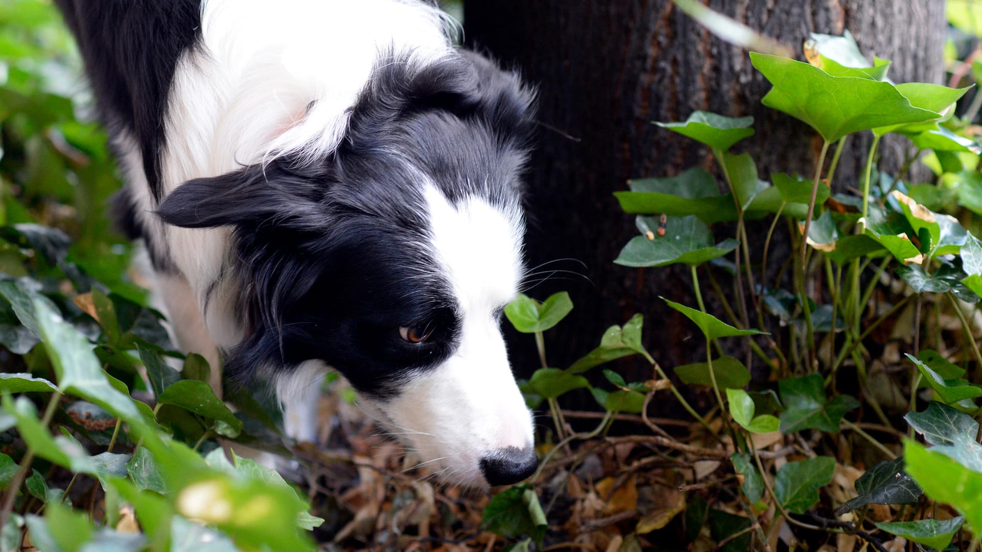 Border Collie: Vergiftete oder mit gefährlichen Gegenständen gespickte Köder jagen Hundefreunden immer wieder Angst ein.