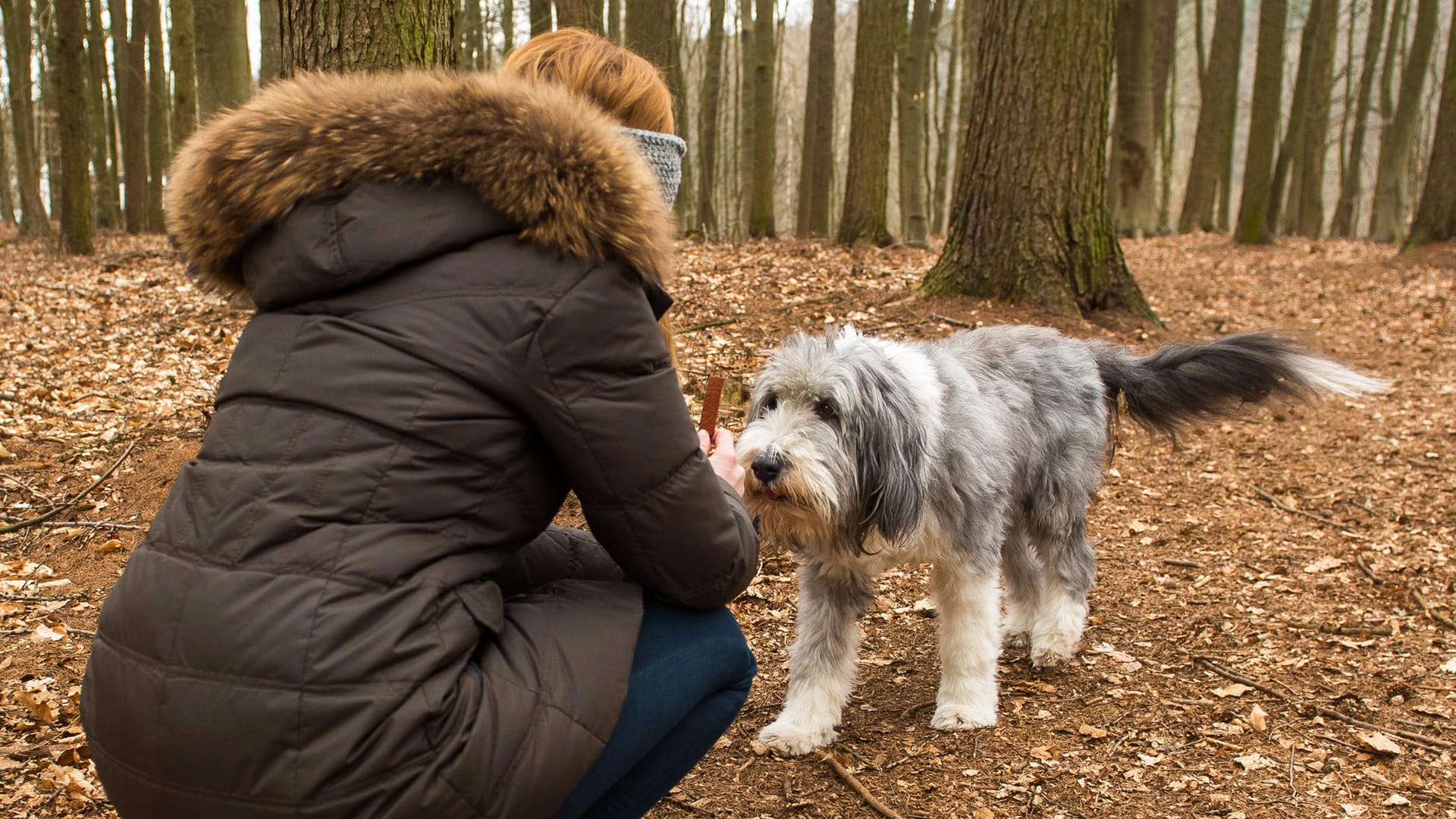 Hund: Eine Antigiftköder-Trainingsübung ist der Rückruf.