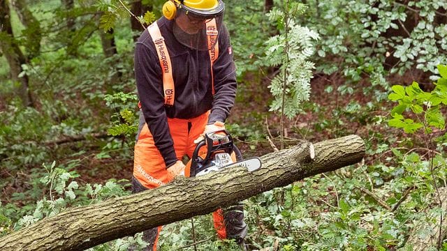 Getestet wurden die Sägen (im Bild der Testsieger von Stihl) im Wald.