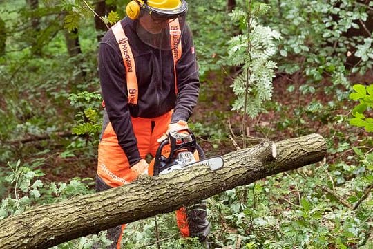 Getestet wurden die Sägen (im Bild der Testsieger von Stihl) im Wald.