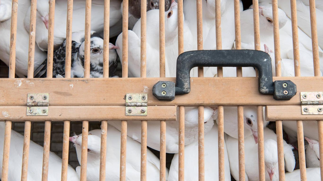 Tauben in einer Transportbox (Symbolbild): In Neumünster hat ein unbekannter Täter zig Vögel misshandelt.