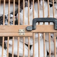 Tauben in einer Transportbox (Symbolbild): In Neumünster hat ein unbekannter Täter zig Vögel misshandelt.