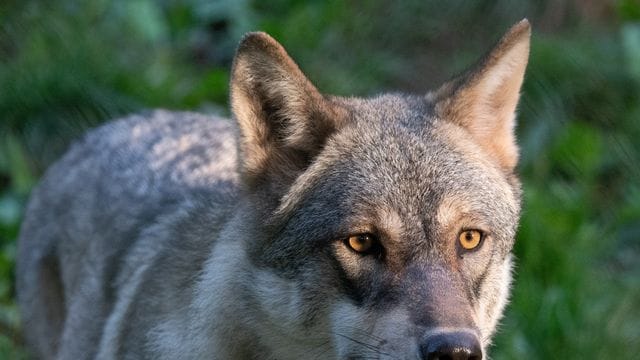 Wolf