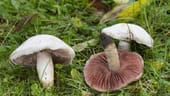 Pilz des Jahres 2018: Wiesen-Champignon oder Feld-Egerling (Agaricus campestris)