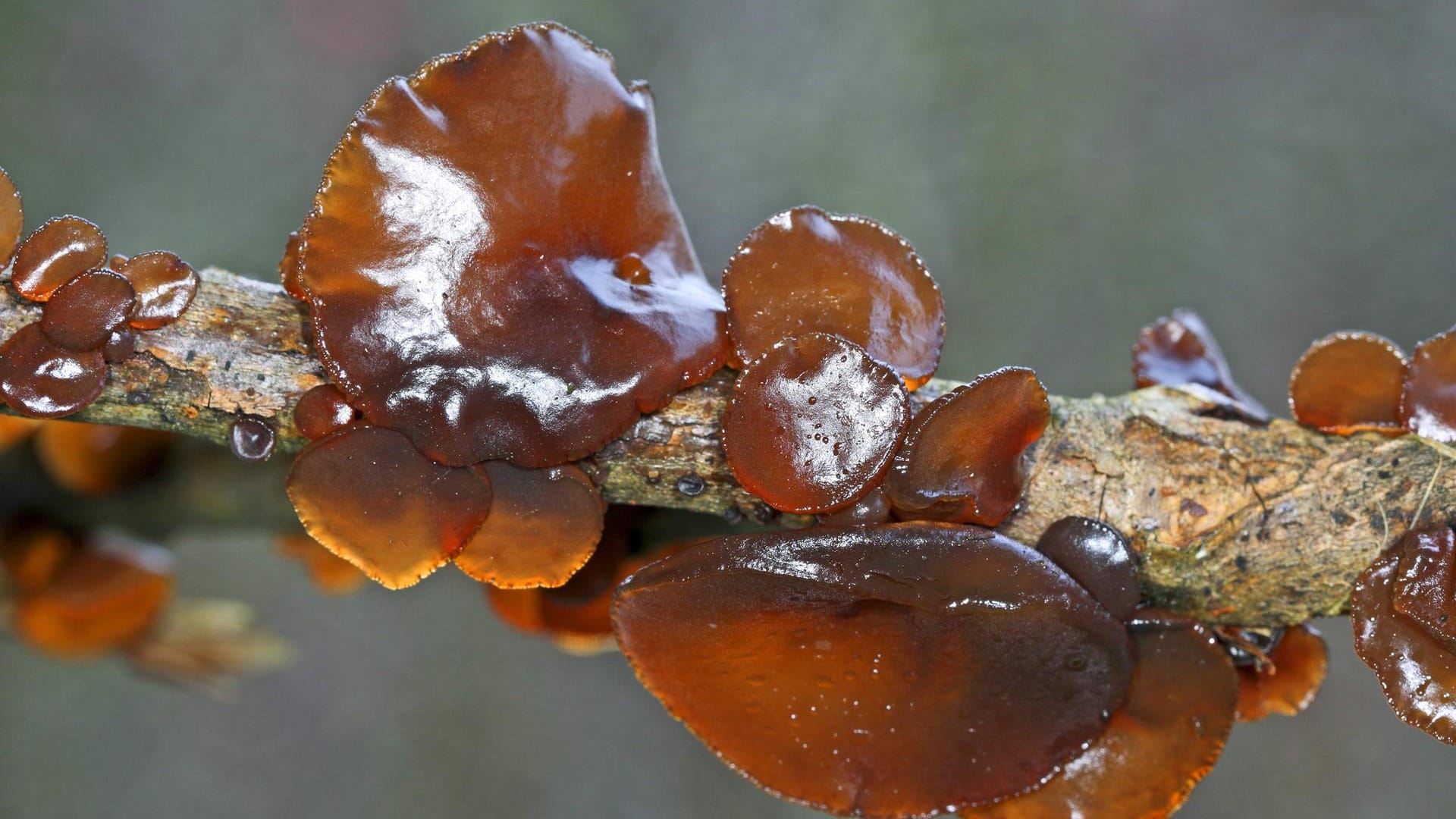 Pilz des Jahres 2017: Holunderpilz oder Judasohr (Auricularia auricula-judae)