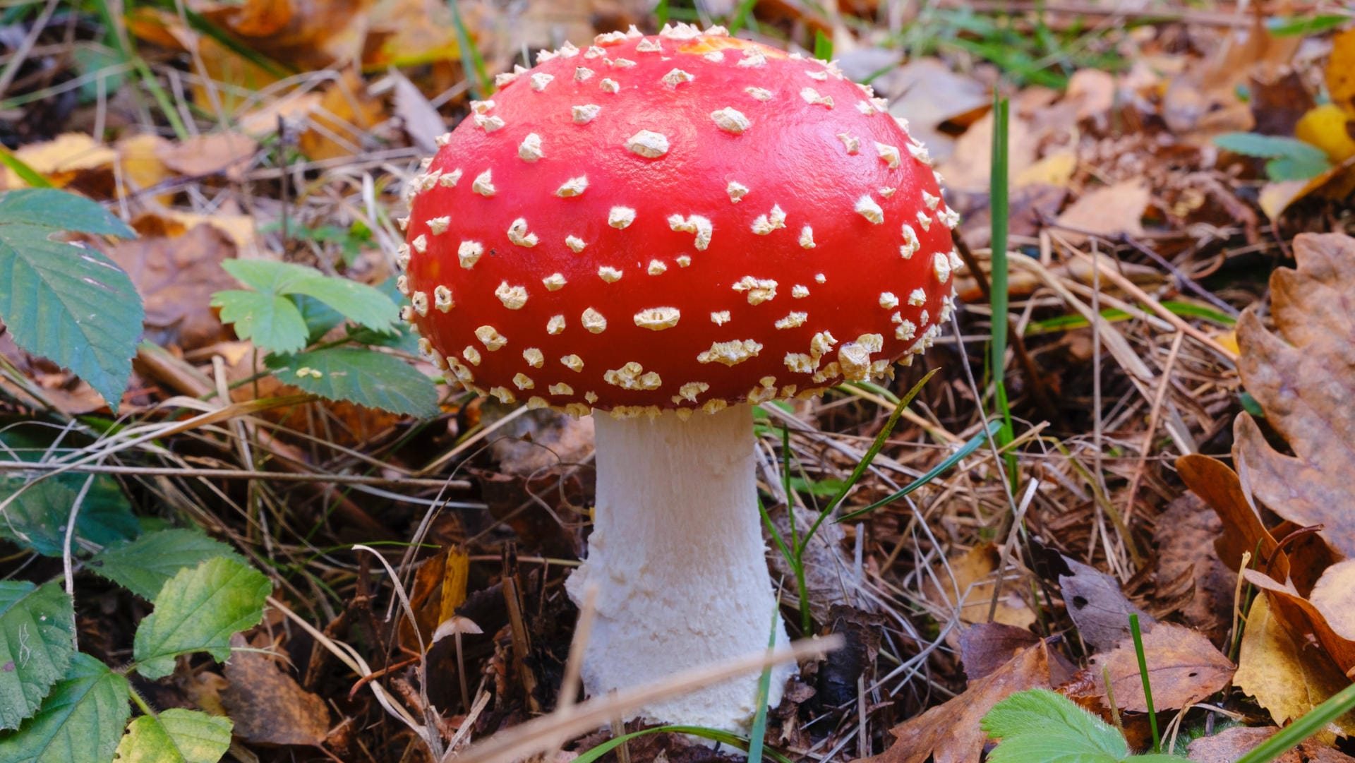 Fliegenpilz (Amanita muscaria): Der Giftpilz ist leicht am roten Hut mit weißen Tupfen zu erkennen.