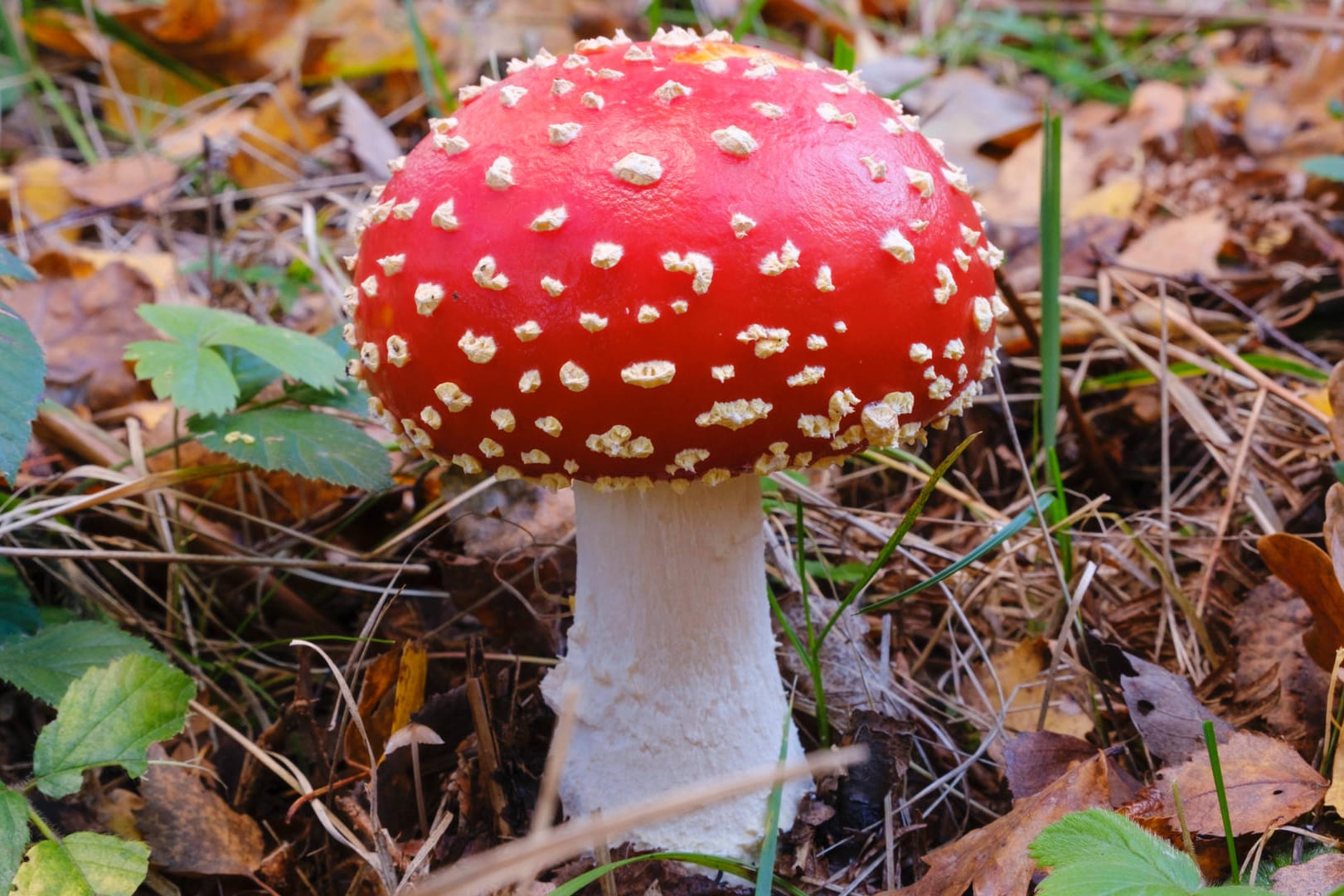 Fliegenpilz (Amanita muscaria): Der Giftpilz ist leicht am roten Hut mit weißen Tupfen zu erkennen.