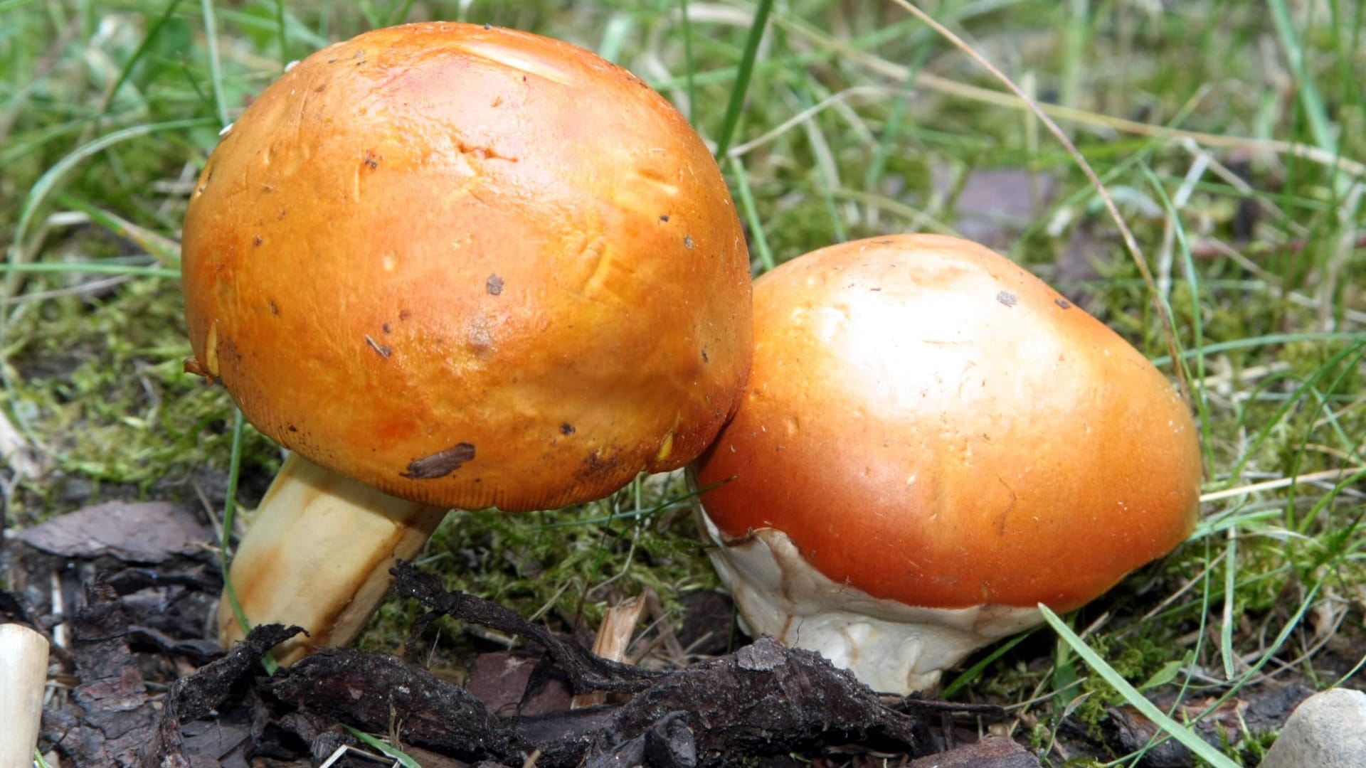 Kaiserling (Amanita caesarea): Er wird auch Kaiserpilz oder Orangegelber Wulstling genannt.