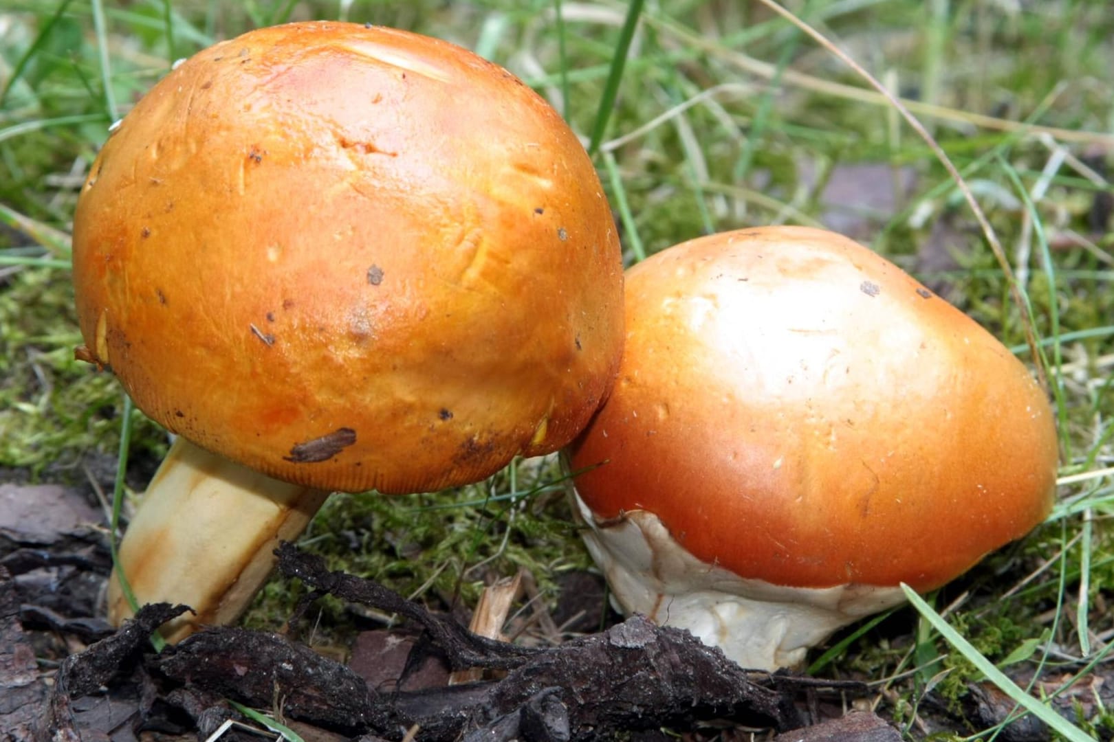 Kaiserling (Amanita caesarea): Er wird auch Kaiserpilz oder Orangegelber Wulstling genannt.