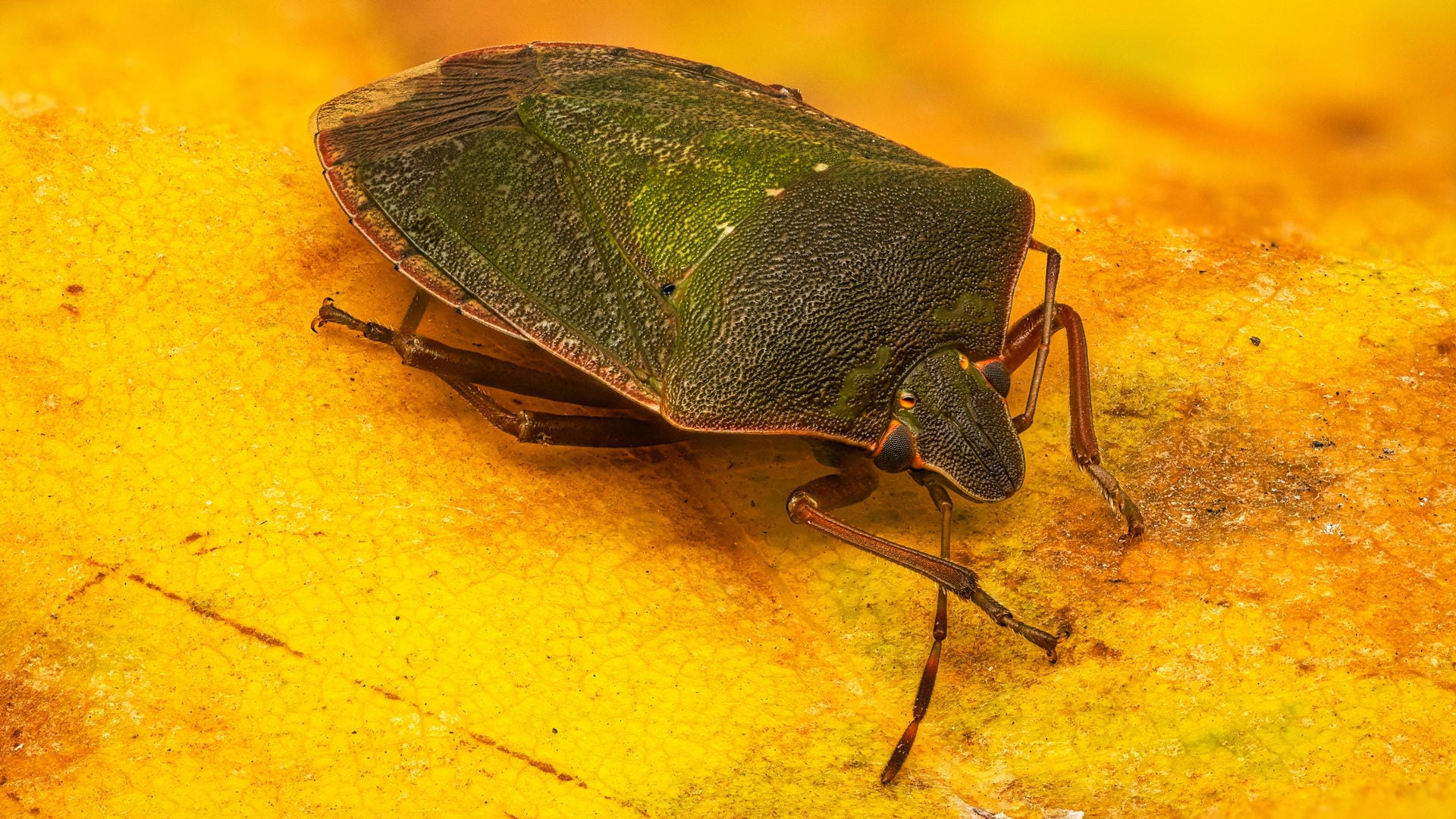 Grüne Stinkwanze (Palomena prasina): Im Herbst färbt sie sich braun.