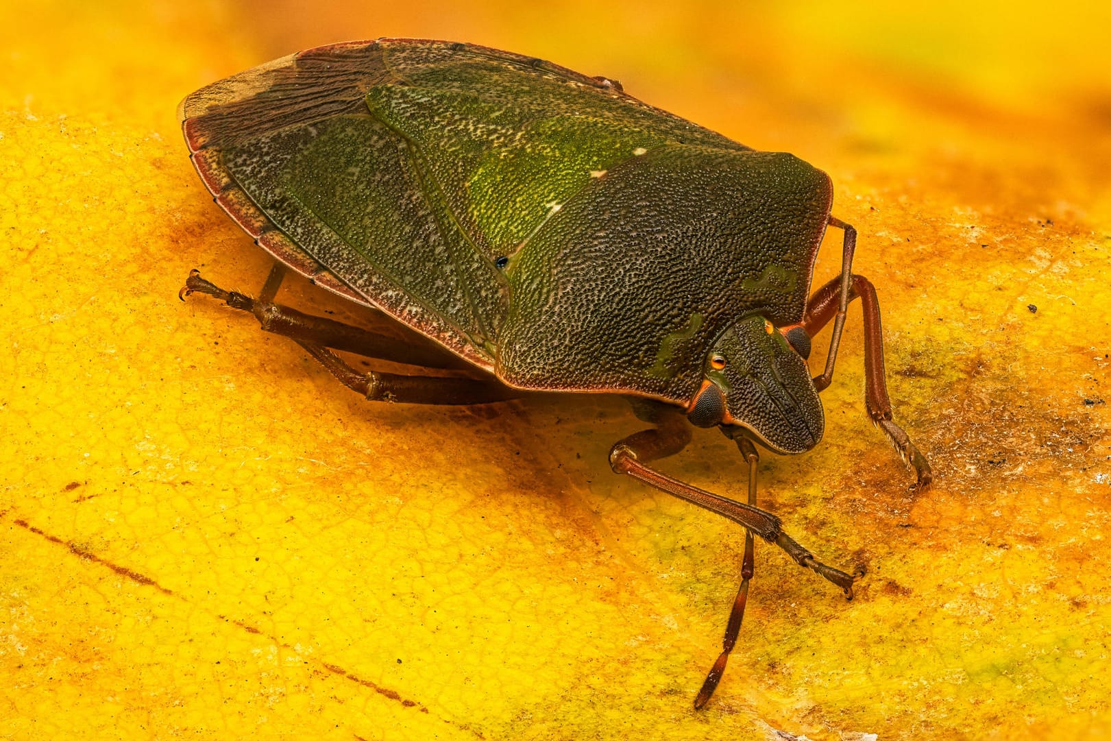 Grüne Stinkwanze (Palomena prasina): Im Herbst färbt sie sich braun.