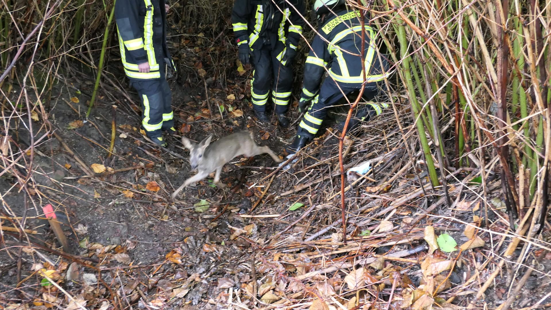 Das Reh auf dem Weg in den Wald: Es blieb unverletzt