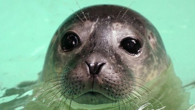 Seehunde im Duisburger Zoo Seehunde im Duisburger Zoo