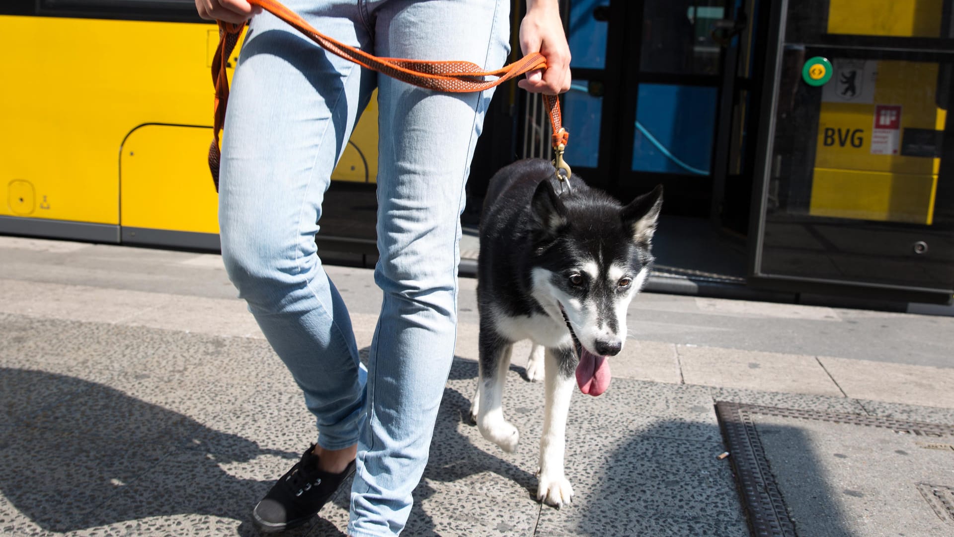 Hund: Wer eine Phobie vor Hunden hat, würde diese Begegnung mit dem Husky schrecklich finden.