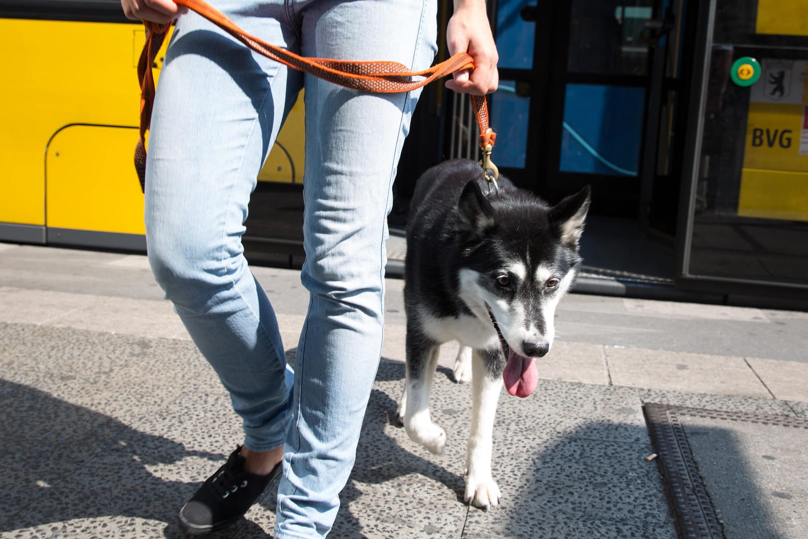 Hund: Wer eine Phobie vor Hunden hat, würde diese Begegnung mit dem Husky schrecklich finden.