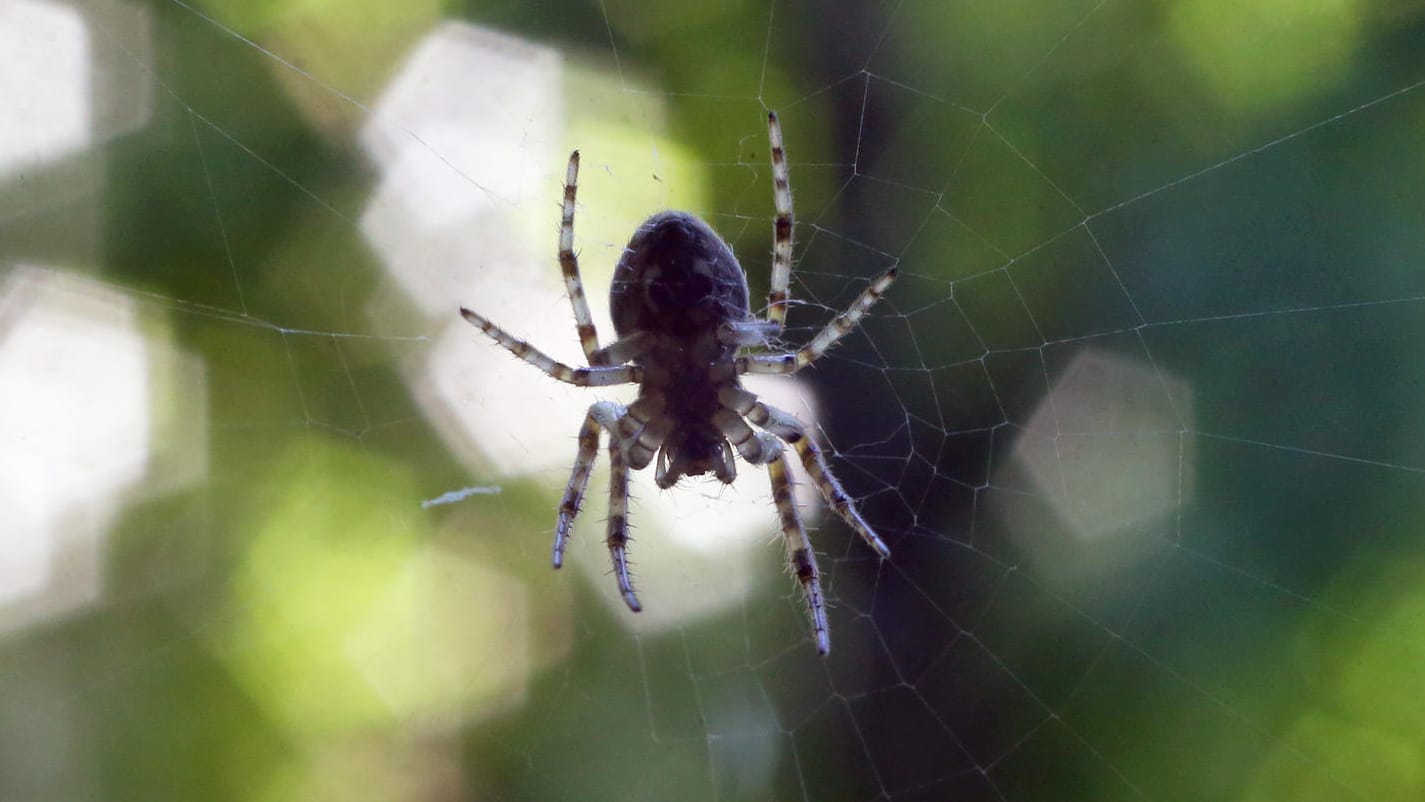 Spinne: Viele Menschen haben Angst vor den Krabbeltieren.