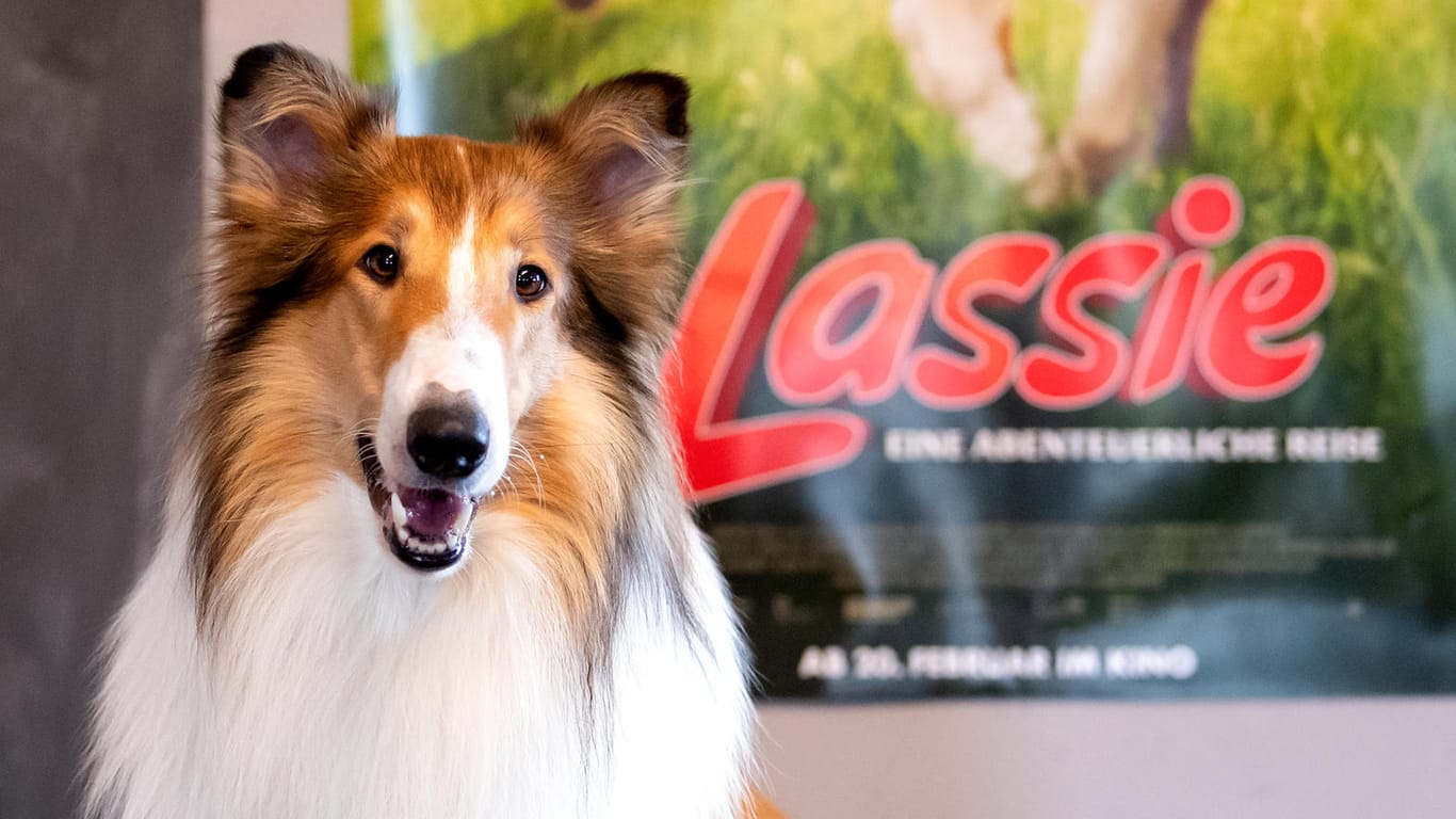 Filmhund Bandit als "Lassie": Manche Tiere wurden zur Legende.
