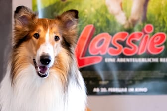 Filmhund Bandit als "Lassie": Manche Tiere wurden zur Legende.