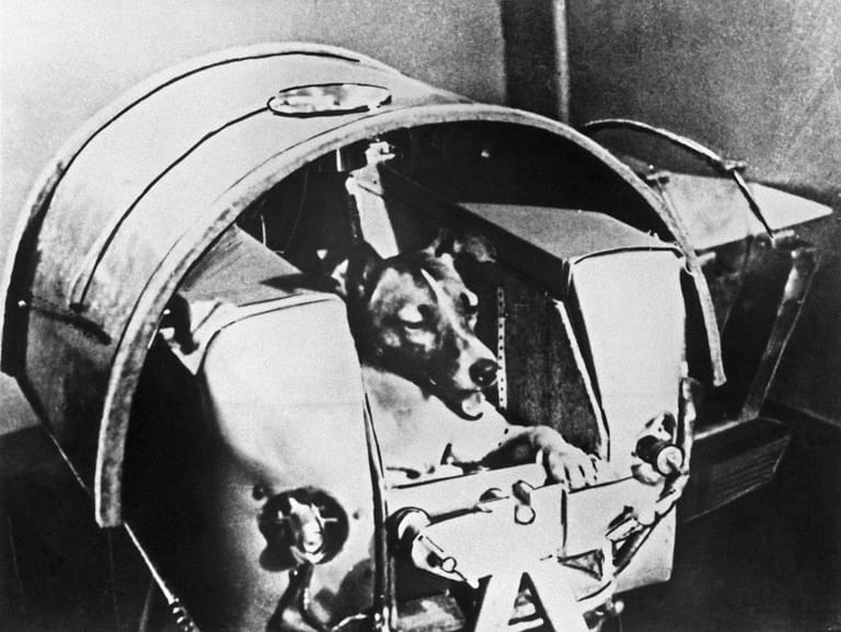 Die damals zweijährige Mischlingshündin Laika wurde 1957 von der Sowjetunion als erstes Lebewesen in die Umlaufbahn der Erde geschickt.