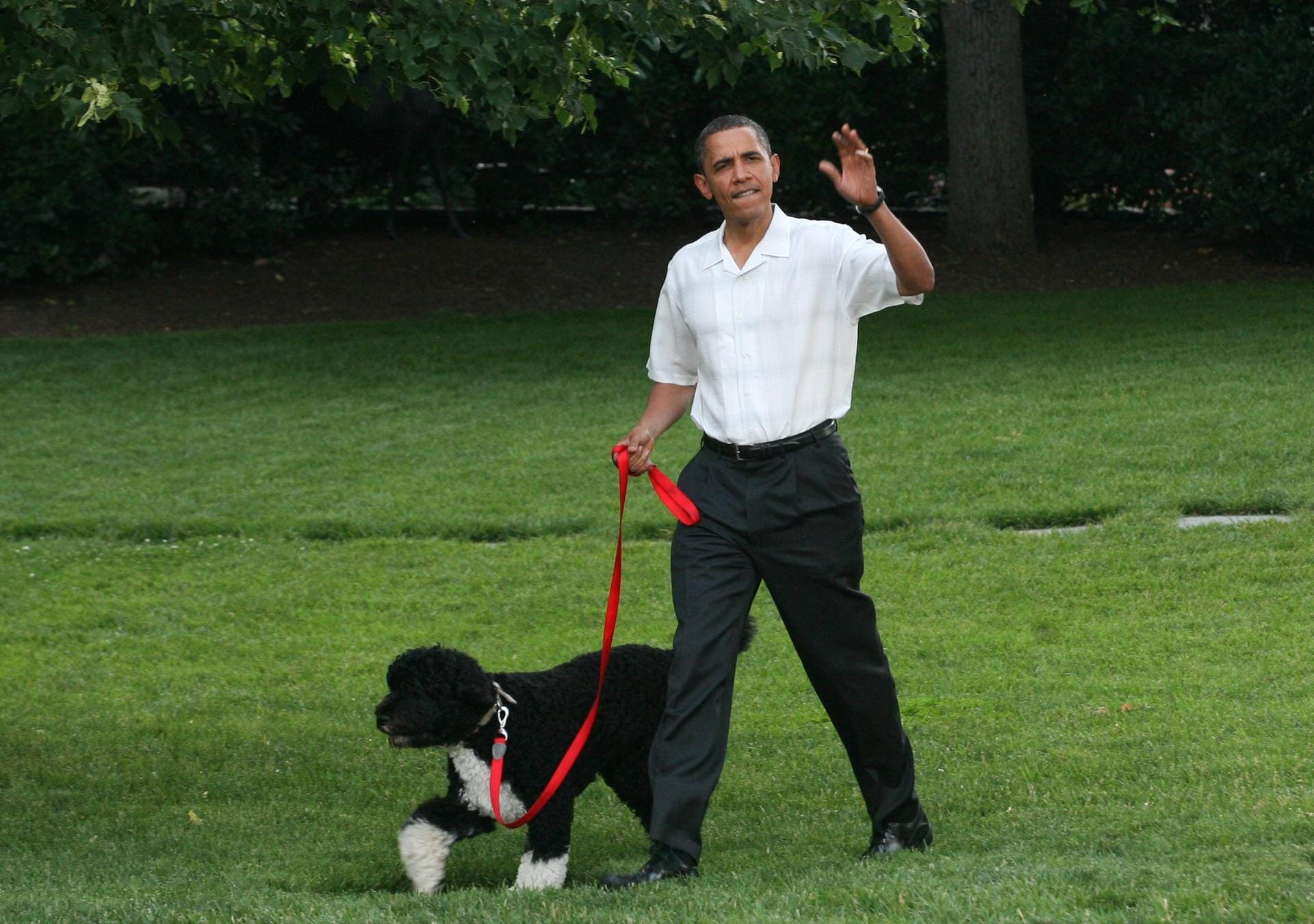 Der ehemalige US-Präsident Barack Obama geht mit Hund Bo über eine Wiese am Weißen Haus. Durch einige Promis gelangten auch ihre treuen Begleiter zu Ruhm und Ehren. Andere Hunde schafften das durch eigene Leistung.