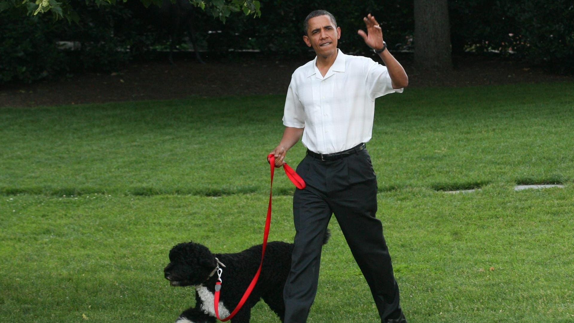 Der ehemalige US-Präsident Barack Obama geht mit Hund Bo über eine Wiese am Weißen Haus. Durch einige Promis gelangten auch ihre treuen Begleiter zu Ruhm und Ehren. Andere Hunde schafften das durch eigene Leistung.