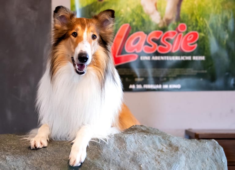 Filmhund Bandit spielt im Kinofilm "Lassie – eine abenteuerliche Reise" die Hündin Lassie.