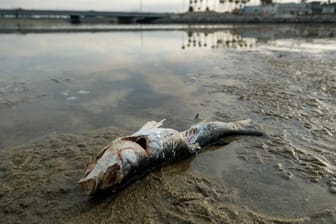 Ein toter Fisch am Huntington Beach: Ein großer Ölaustritt vor der Küste Südkaliforniens hat beliebte Strände verschmutzt und Wildtiere getötet.
