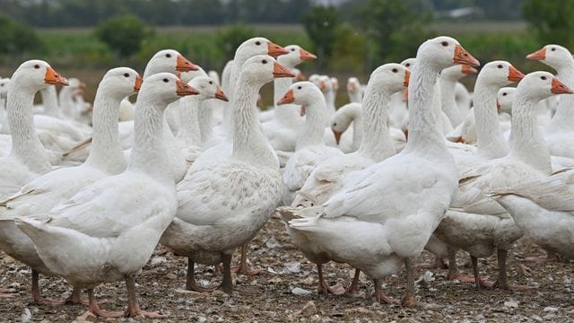 Viele Gänse der Rasse Dithmarscher Gans stehen auf einem Freigelände (Archivbild): Die Produktionskosten sind in vielen Bereichen gestiegen.