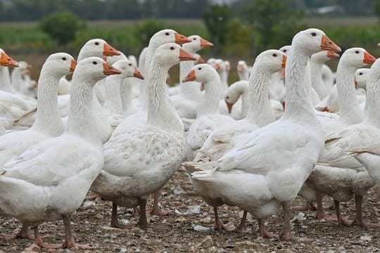 Viele Gänse der Rasse Dithmarscher Gans stehen auf einem Freigelände (Archivbild): Die Produktionskosten sind in vielen Bereichen gestiegen.