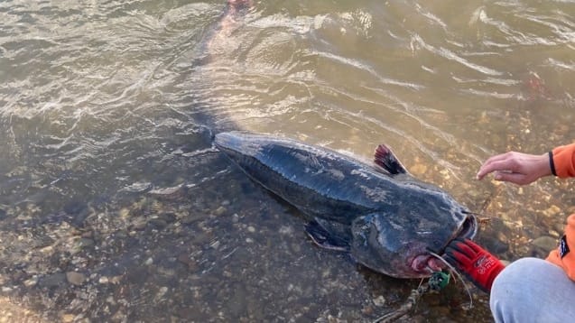 Der gefangene Wels, wie ihn die Beamten der Wasserschutzpolizei vorfanden: Vom Ufer aus konnte der zwei Meter lange Fisch nicht befreit werden. Der gefangene Wels, wie ihn die Beamten der Wasserschutzpolizei vorfanden: Vom Ufer aus konnte der zwei Meter lange Fisch nicht befreit werden.