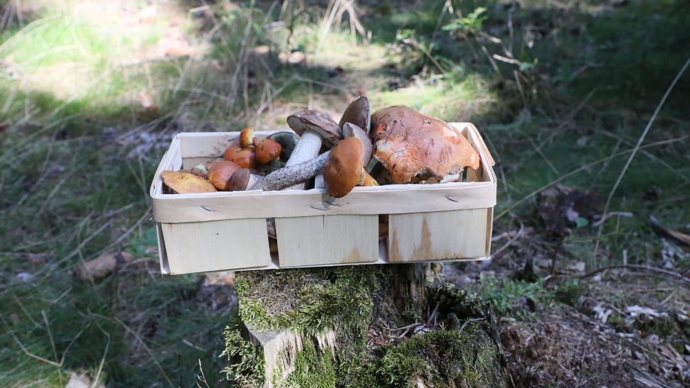 Ein Korb mit Waldpilzen (Archivbild): Wer im Herbst auf Pilzsuche geht, sollte sich auskennen.