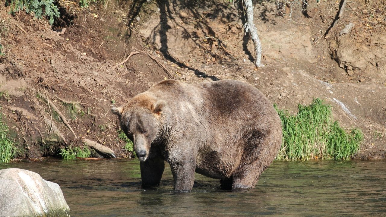 Otis, ein älterer Braunbär, ist Alaskas "Fat Bear" 2021.