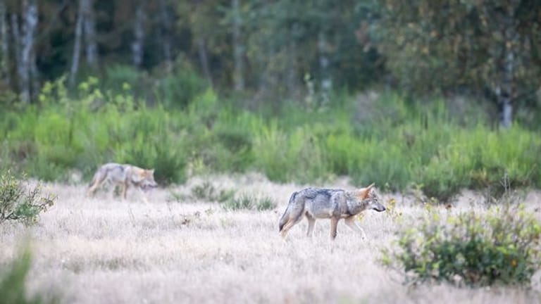 Zwei Wolfswelpen streifen durch die Kernzone der Döberitzer Heide: Eigentlich sei das neu auserkorene Gebiet zu klein für ein Rudel, so das Landesumweltamt.